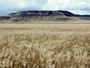Rocky Boy’s Reservation located in north central Montana. Photo courtesy of USDA Natural Resource Conservation Service. 